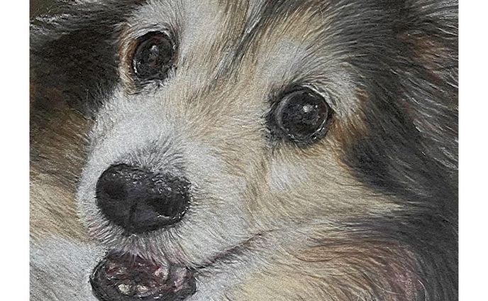 わんこ（レディ）

b5

 #シェットランドシープドッグ #shetlandsheepdog  #シェルティ #絵描きさんと繋がりたい 
#animalillustration #芸術 #アート #animal #動物 #かわいい #色鉛筆 #colorpencil #picture #cute #animalartist #animaldrawing #realist #イラスト #絵 #illust #illustration #illustrator  #draw #drawing  #art #artwork #artist #coloredpencil  #works #色鉛筆画