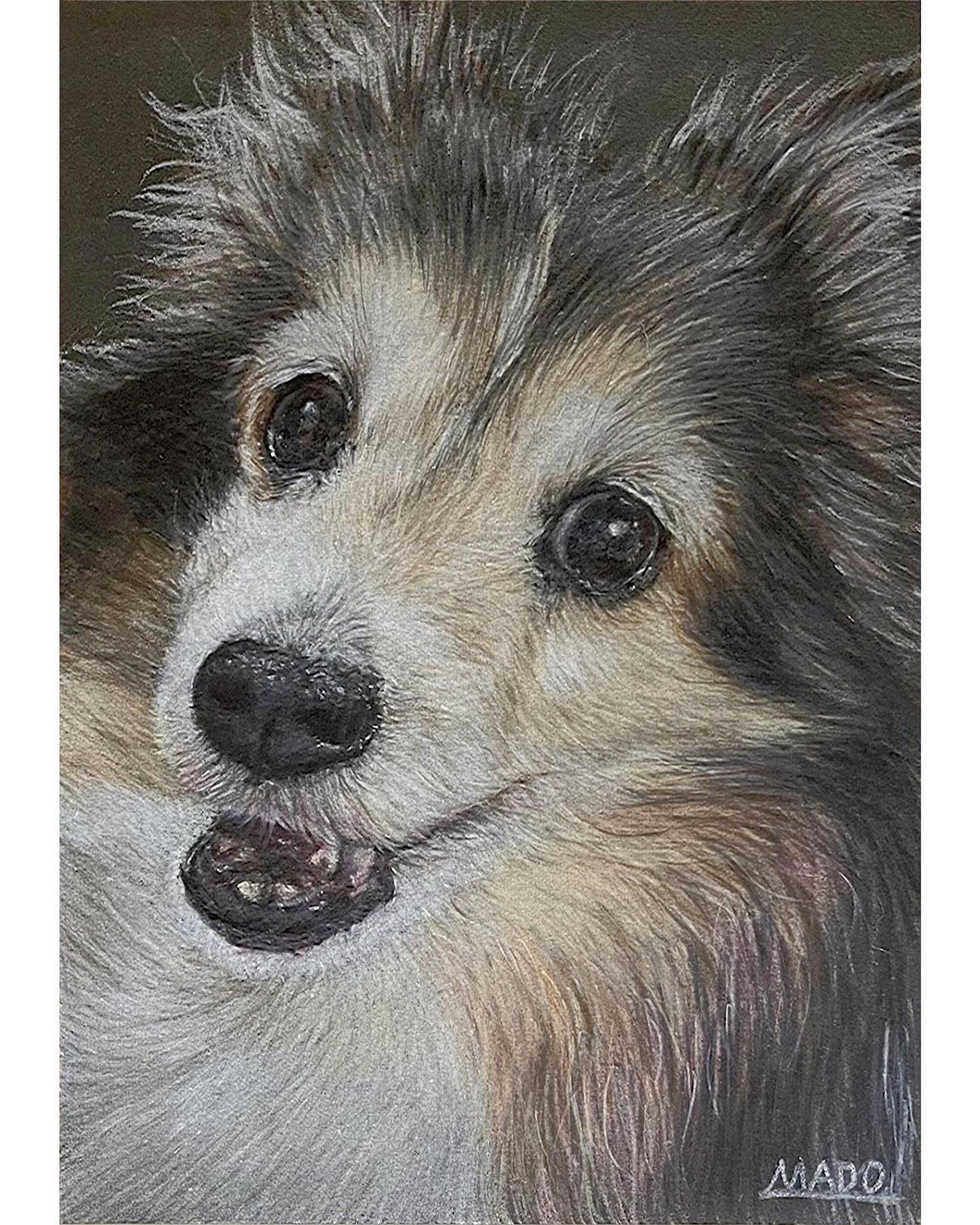 わんこ（レディ）

b5

 #シェットランドシープドッグ #shetlandsheepdog  #シェルティ #絵描きさんと繋がりたい 
#animalillustration #芸術 #アート #animal #動物 #かわいい #色鉛筆 #colorpencil #picture #cute #animalartist #animaldrawing #realist #イラスト #絵 #illust #illustration #illustrator  #draw #drawing  #art #artwork #artist #coloredpencil  #works #色鉛筆画-1