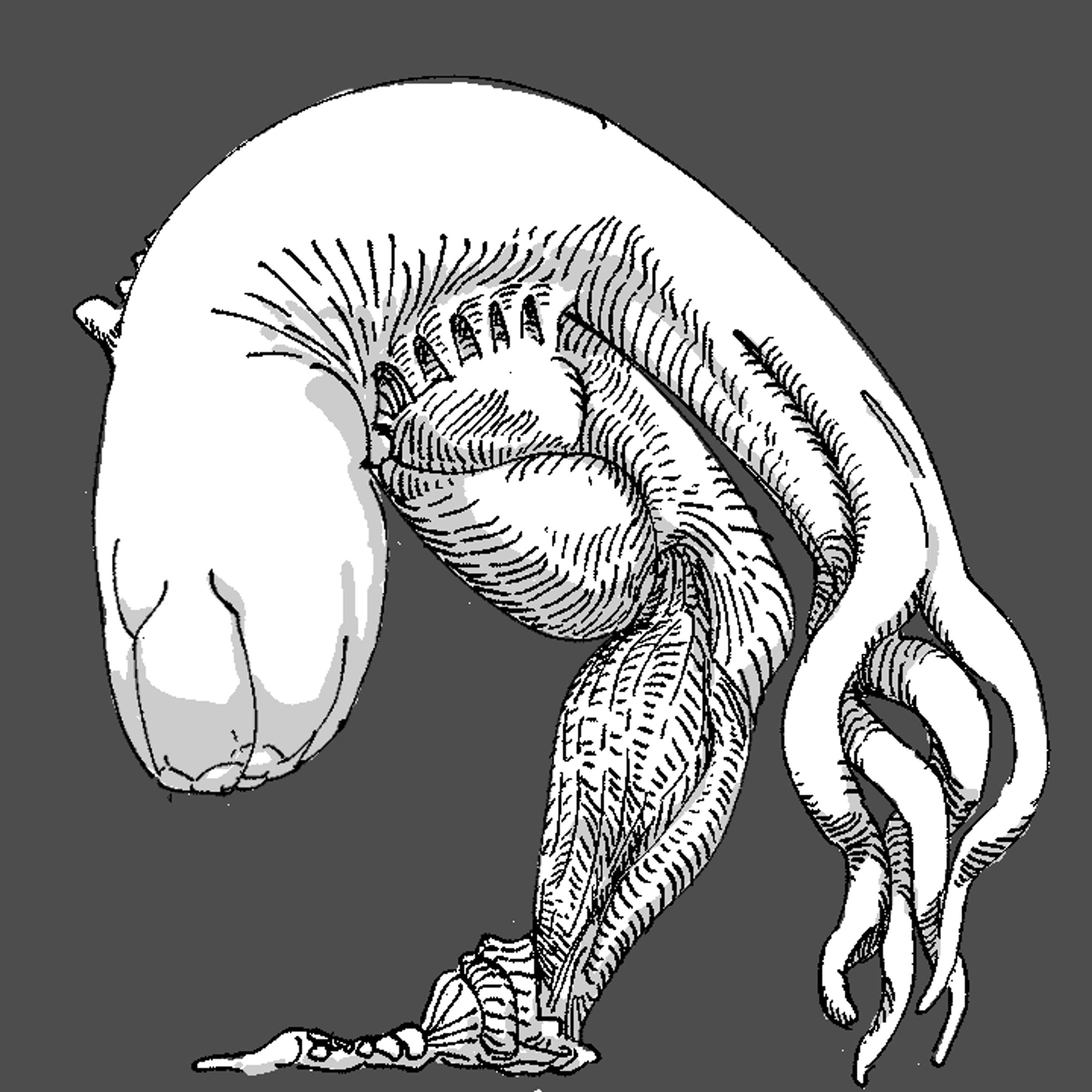 不定形生物　習作-1