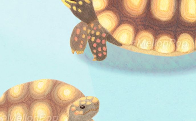 光の中のアカアシガメ