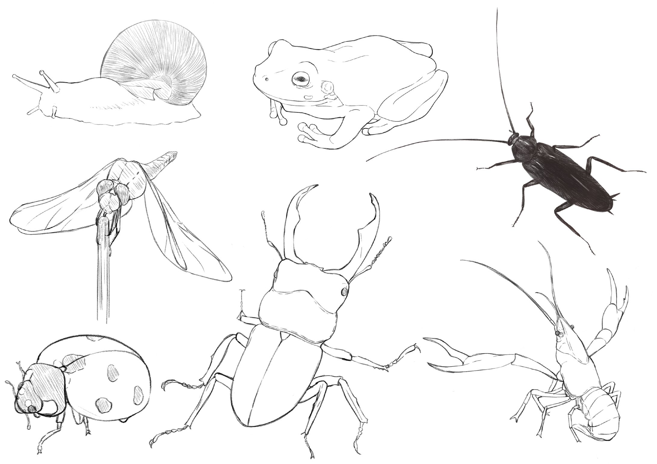 虫クロッキー-1