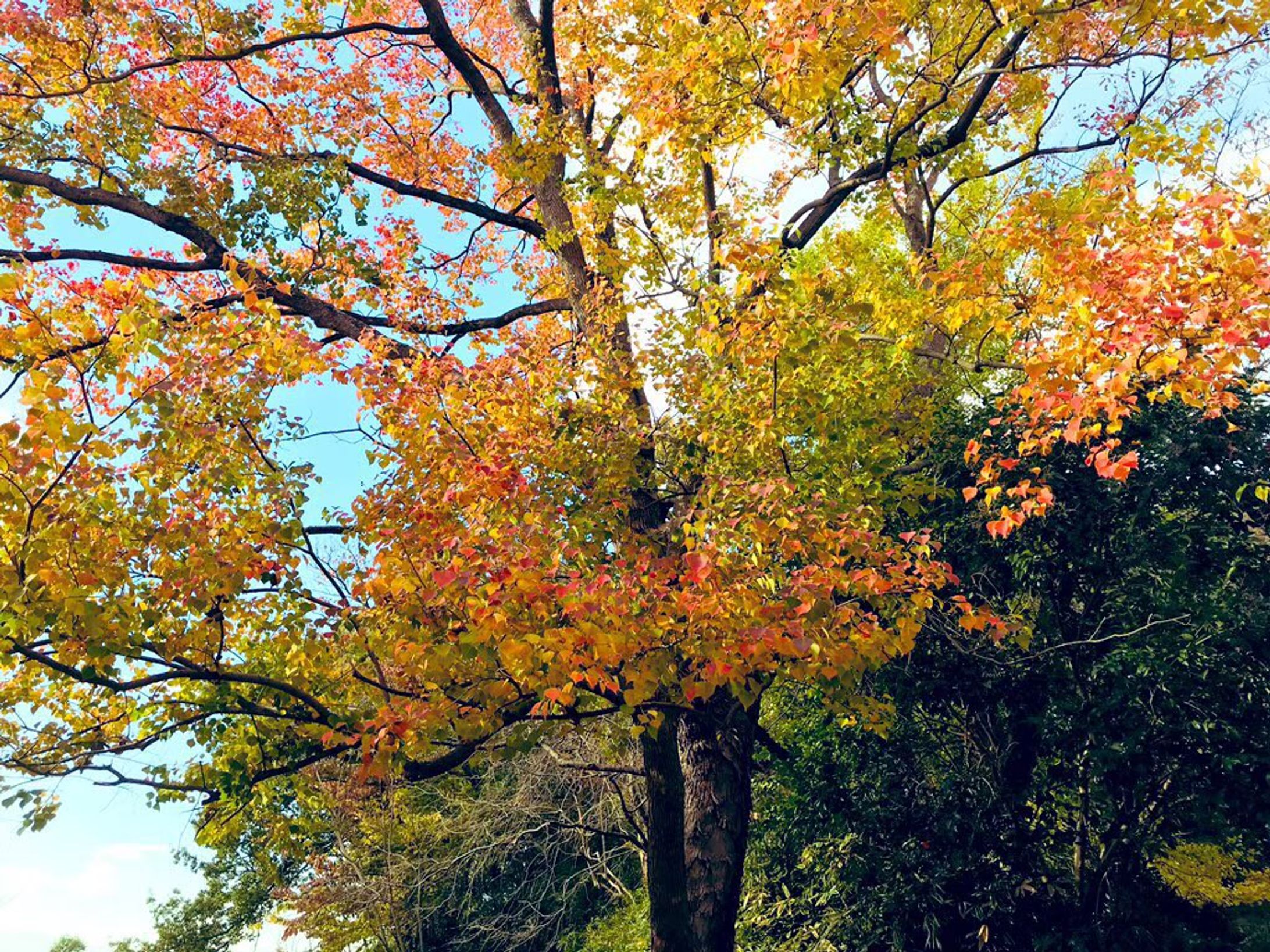秋葉山古墳群（上今泉自然公園）-1