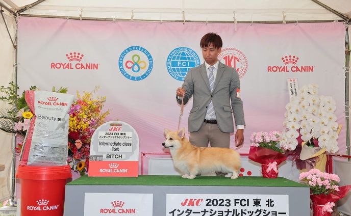 Sap Altyn Bianca To Peach Lily