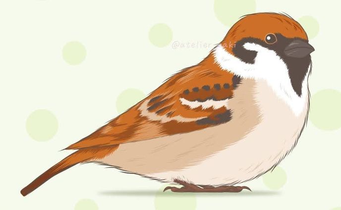 野鳥撮影大好き旦那氏のリクエストでスズメ描いてみたの巻！
この時期特にもふもふになってて可愛いのよな🤣
小鳥も模様が面白かったりするから色々描いてみよかな🎵.
.
#スズメ #すずめ #雀 #sparrow #鳥 #小鳥 #野鳥 #bird #イラスト #illustration #絵 #デザイン #design #アート #art #手描き #手描きイラスト #イラストレーター #illustrator #デザイナー #グラフィックデザイナー #designer #イラストレーターと繋がりたい #イラストレーターさんと繋がりたい #デザイナーさんと繋がりたい
#adobefresco