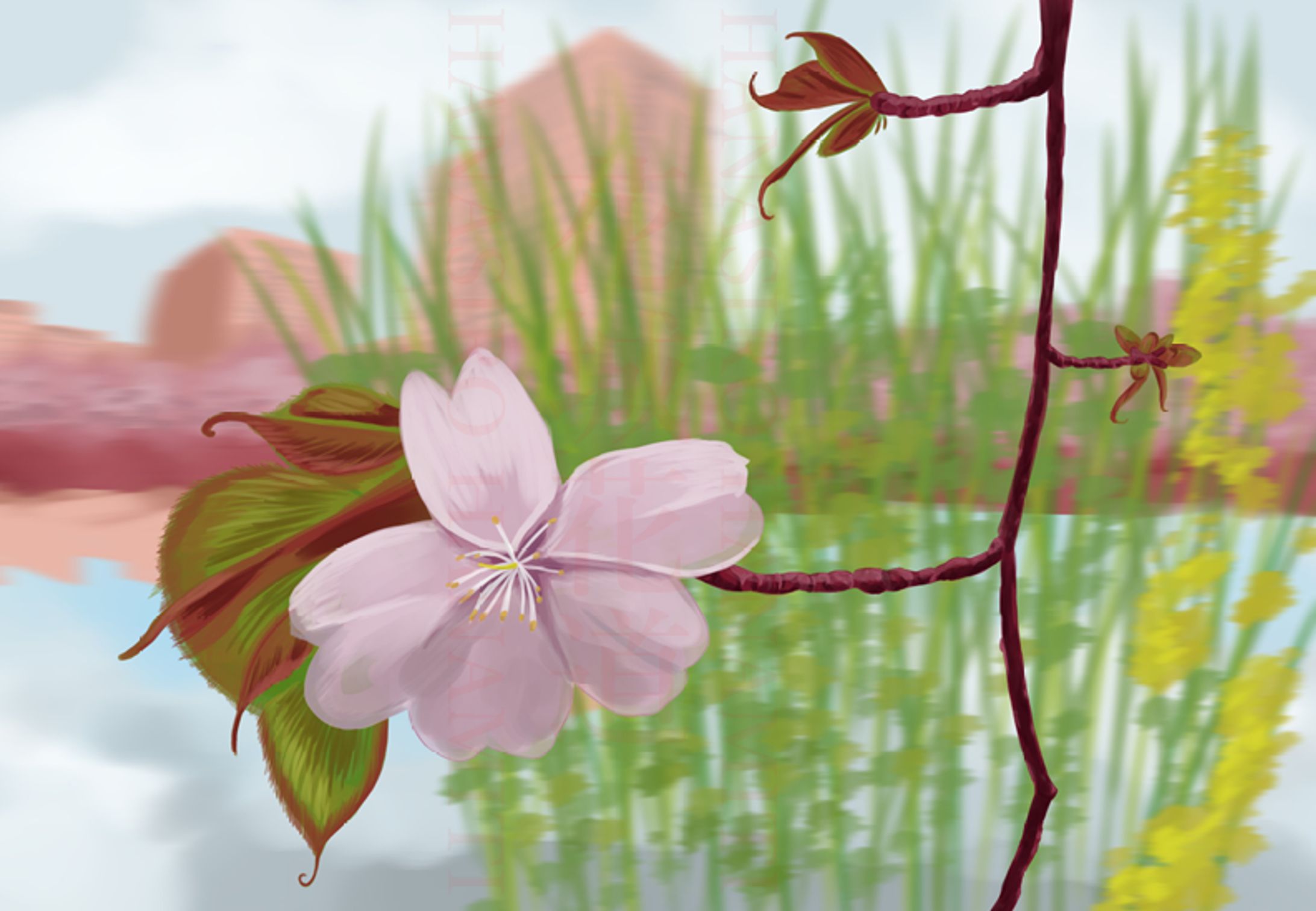桜-1
