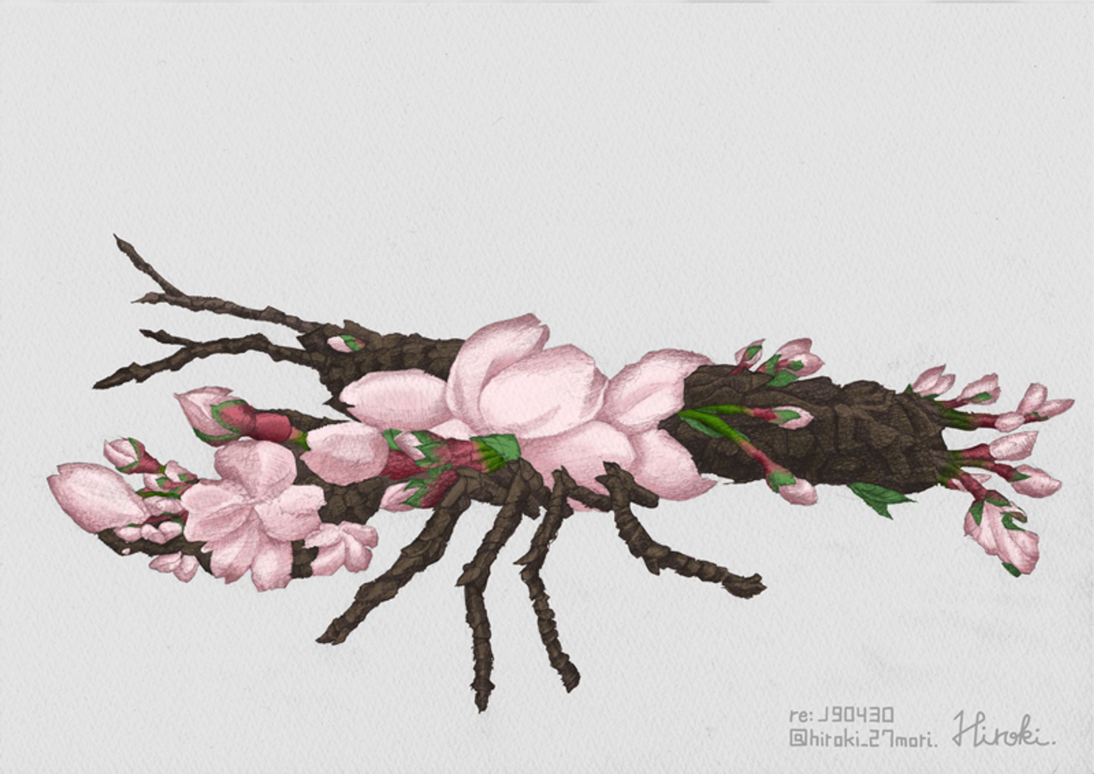 桜ロブスター-1