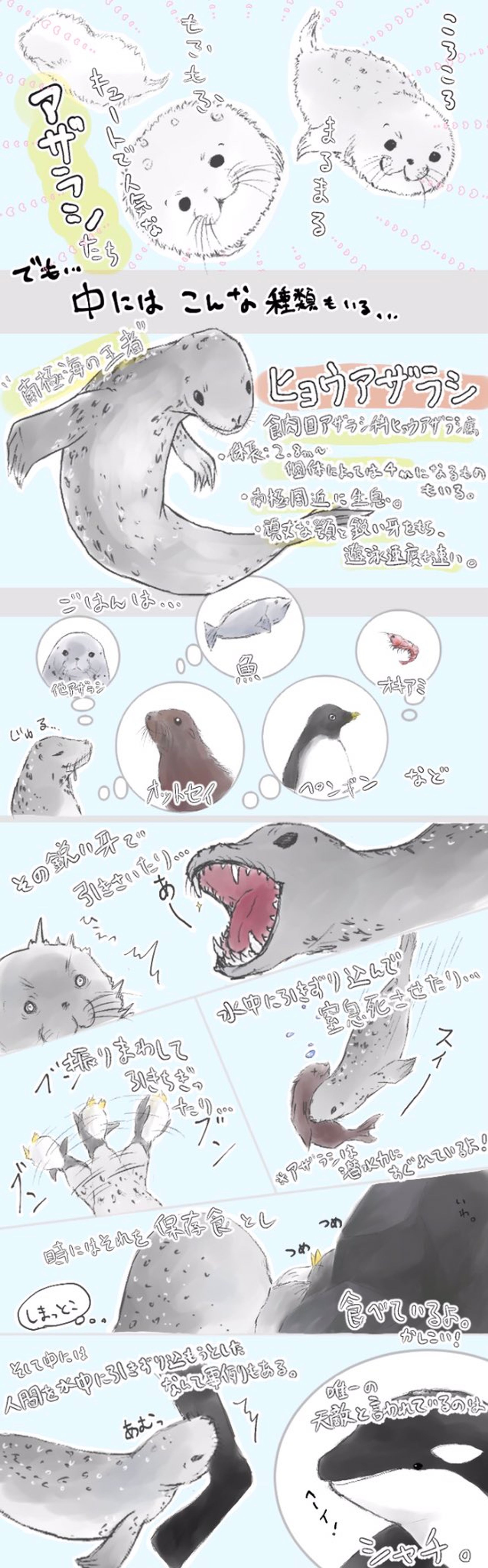 ヒョウアザラシの捕食解説-1