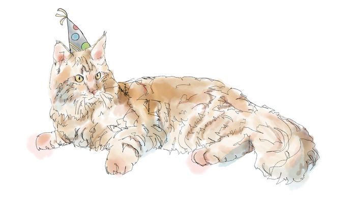 Long haired orange cat