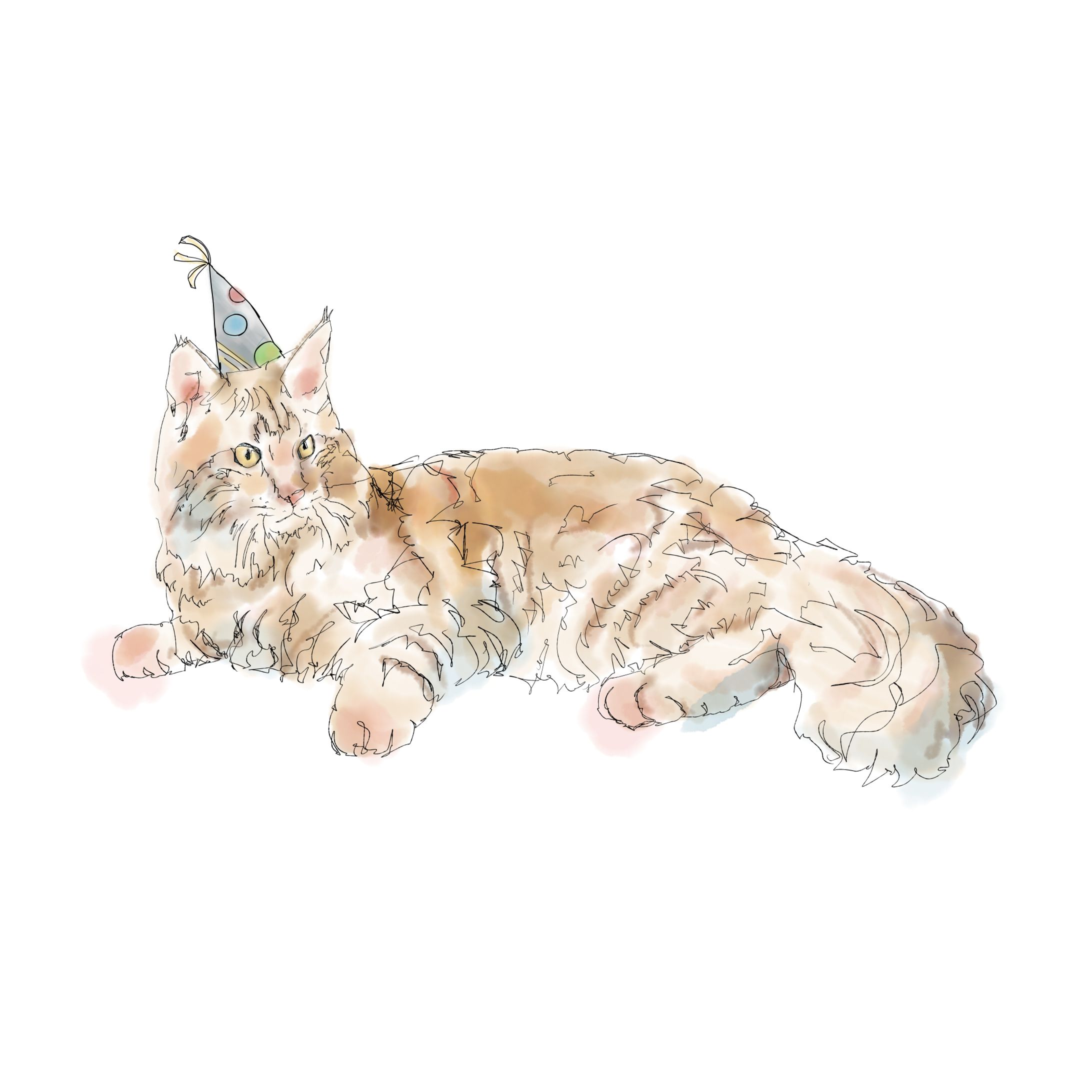 Long haired orange cat-1
