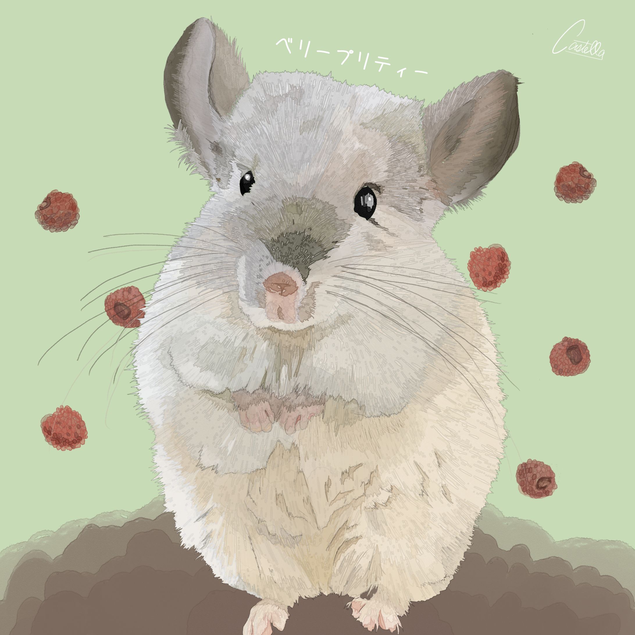 chinchilla-1