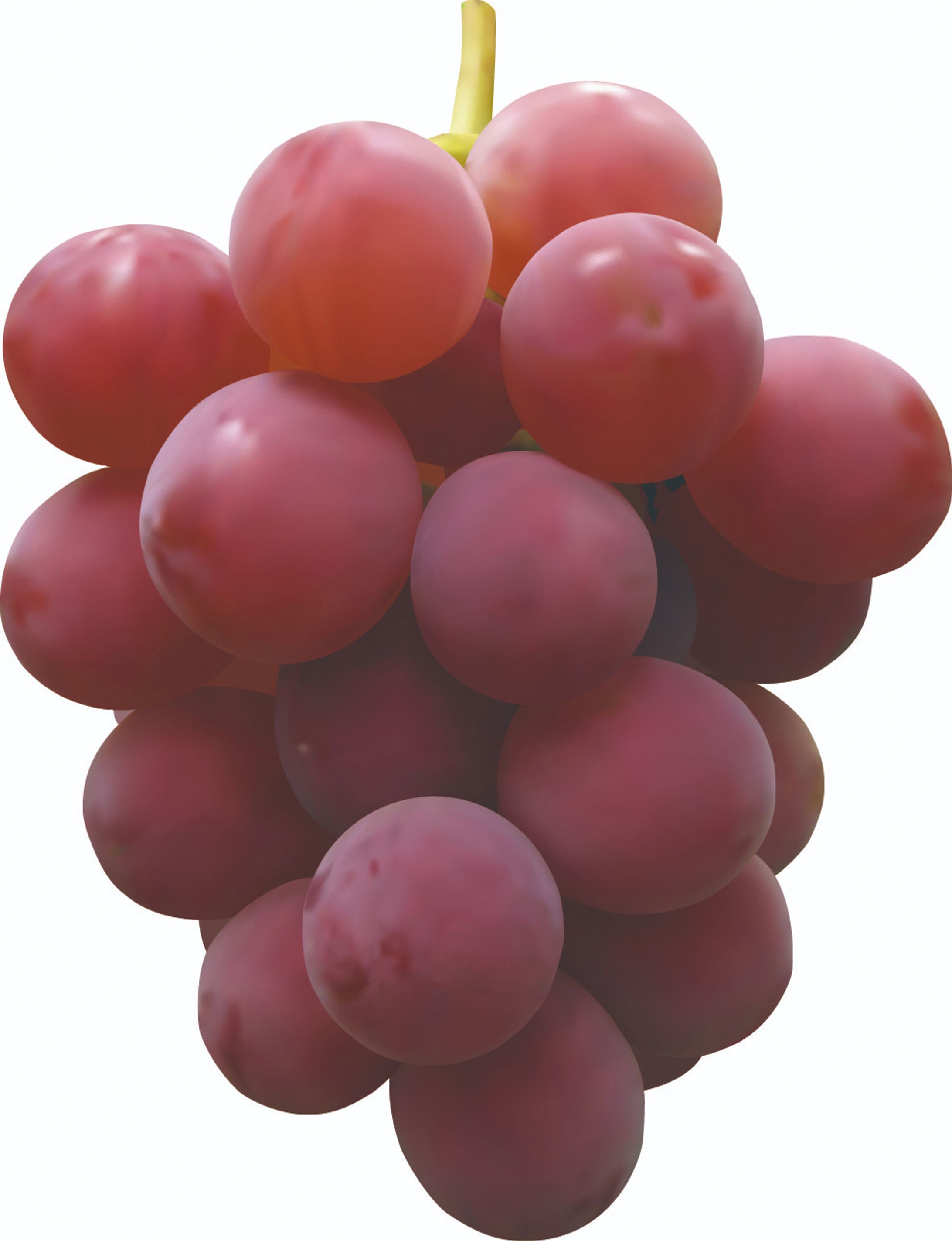 【イラスト】 GRAPE-1