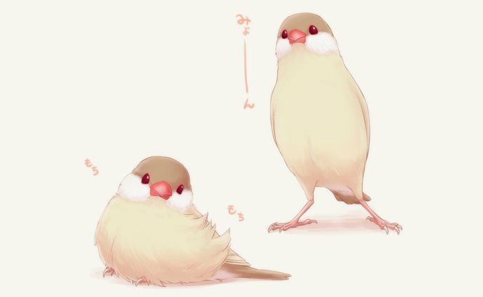 シナモン文鳥