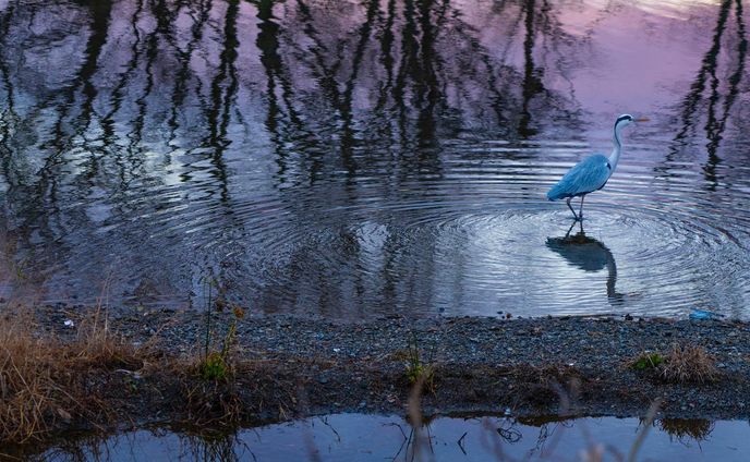 Website 更新のお知らせ　Notice of website update.

皆様こんにちは。
Websiteを更新しましたので
よろしければ是非ご覧ください。

Hello everyone.
Website has been updated.
Please take a look.

https://hiroshi-yamaoka.com

撮影地は、京都市の賀茂川です。2023年元旦の日の出の朝焼けを撮影しました。
そこには一期一会の風景との出会いがありました。

The shooting location is Kamo River in Kyoto City. I took a picture of the sunrise on New Year's Day 2023.
There was an encounter with the once-in-a-lifetime scenery.

#현대미술 
#abstractexpression
 #contemporaryart
 #artgeneve
 #写真好きな人と繋がりたい 
#現代アート
 #現代アート好きな人と繋がりたい
 #아트전시회
 #아티스트
 #photography
 #photooftheday
 #사진스타그램 
#contemporaryphotography
 #tokyoart
 #tokyoartist
 #abstractexpression
 #사진작가
 #contemparyart
 #artgeneve
 #現代芸術 
#사진스타그램
#bnw_greatshots
#bnw_lumeilio
#capturabnw
#fineartphotography 
#igersjp
#instagramjapan
#lensbabyambassador
#masters_in_bnw