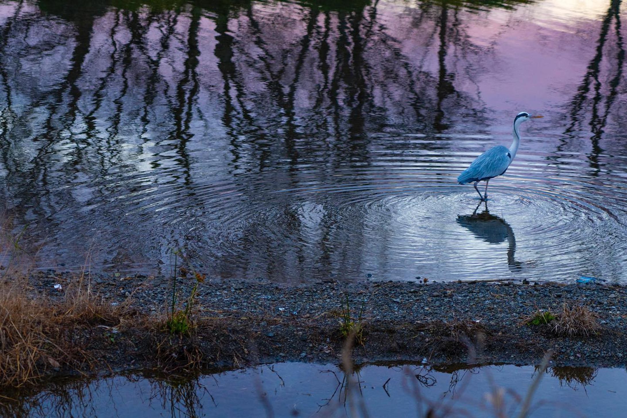 Website 更新のお知らせ　Notice of website update.

皆様こんにちは。
Websiteを更新しましたので
よろしければ是非ご覧ください。

Hello everyone.
Website has been updated.
Please take a look.

https://hiroshi-yamaoka.com

撮影地は、京都市の賀茂川です。2023年元旦の日の出の朝焼けを撮影しました。
そこには一期一会の風景との出会いがありました。

The shooting location is Kamo River in Kyoto City. I took a picture of the sunrise on New Year's Day 2023.
There was an encounter with the once-in-a-lifetime scenery.

#현대미술 
#abstractexpression
 #contemporaryart
 #artgeneve
 #写真好きな人と繋がりたい 
#現代アート
 #現代アート好きな人と繋がりたい
 #아트전시회
 #아티스트
 #photography
 #photooftheday
 #사진스타그램 
#contemporaryphotography
 #tokyoart
 #tokyoartist
 #abstractexpression
 #사진작가
 #contemparyart
 #artgeneve
 #現代芸術 
#사진스타그램
#bnw_greatshots
#bnw_lumeilio
#capturabnw
#fineartphotography 
#igersjp
#instagramjapan
#lensbabyambassador
#masters_in_bnw-1