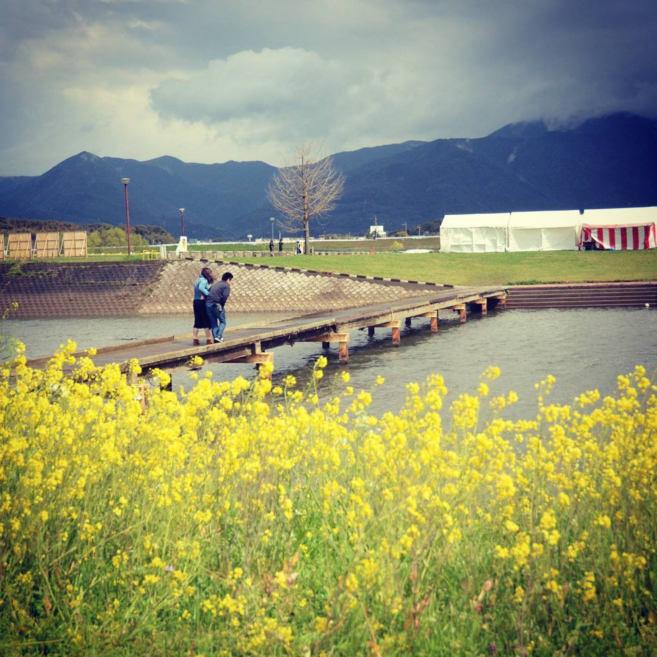 恋路
#nikond7000#福岡県#直方市#菜の花#川#風景#landscape-1