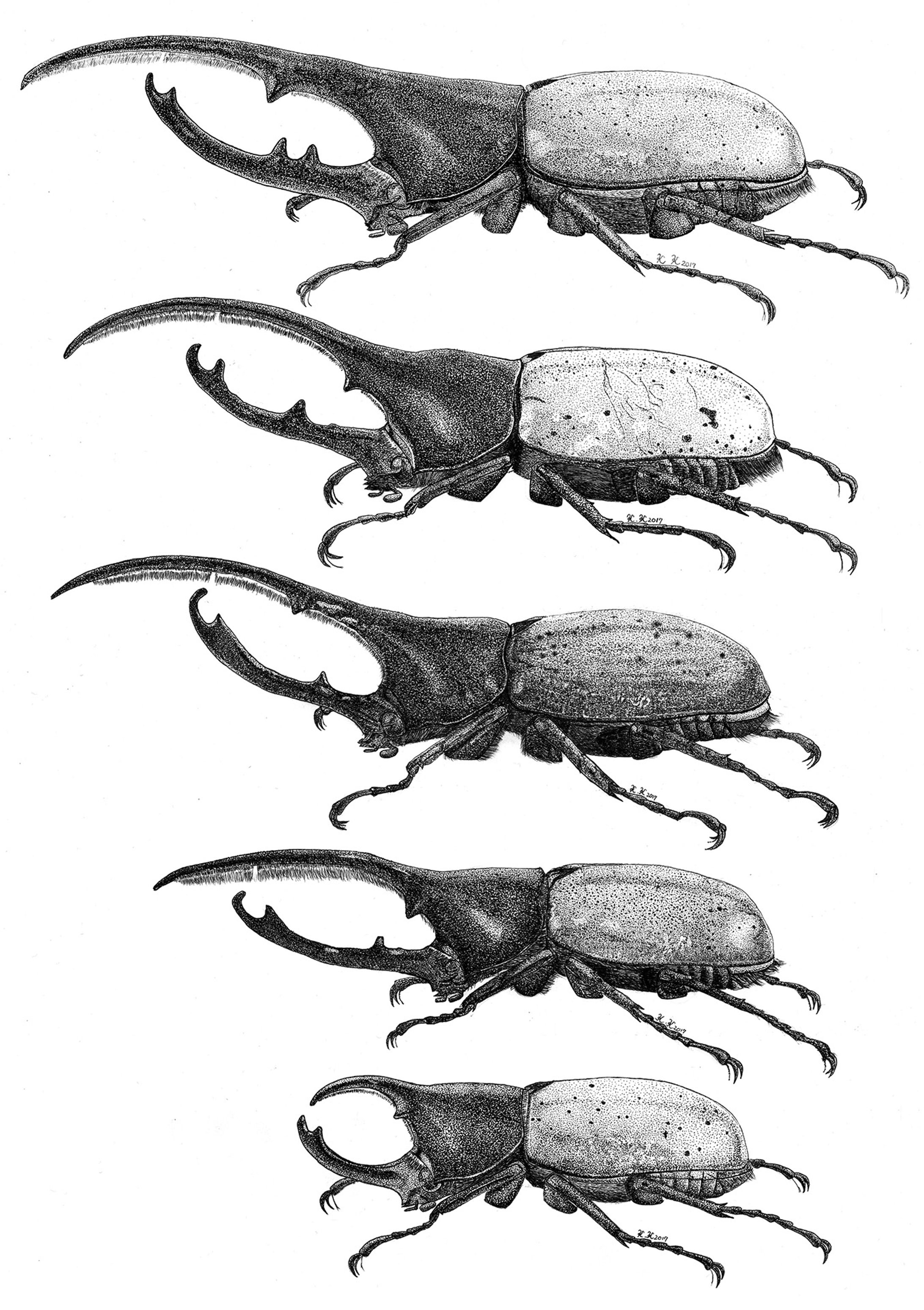 ヘラクレスオオカブト　亜種図鑑　第１版-1