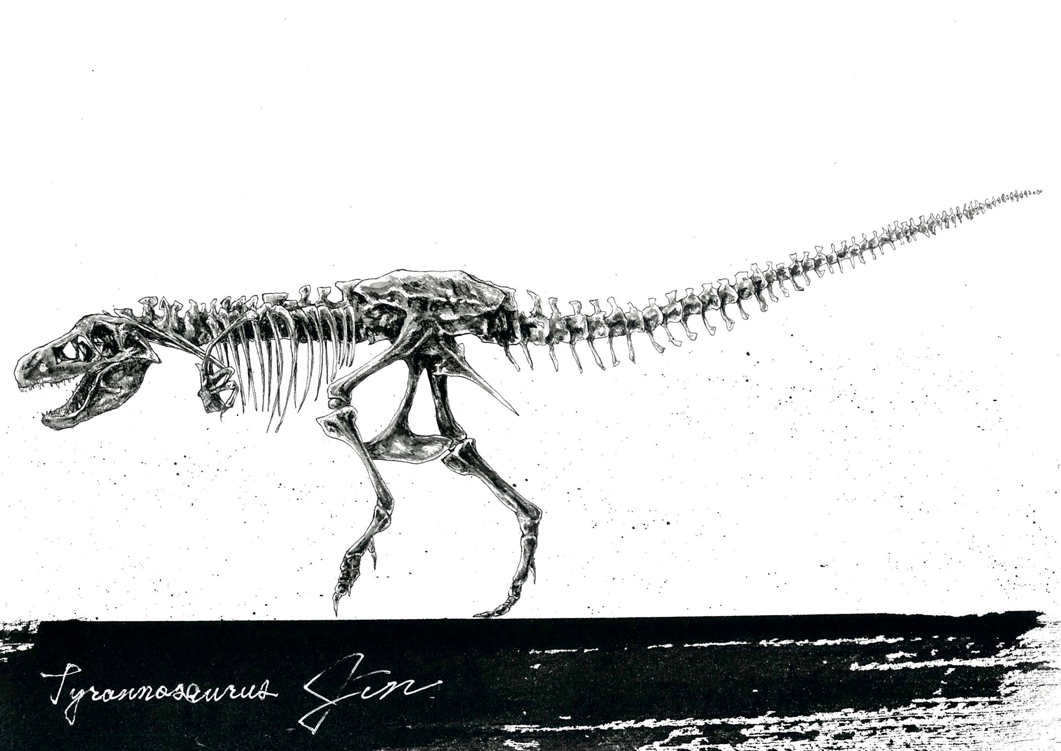 Tyrannosaurus-1