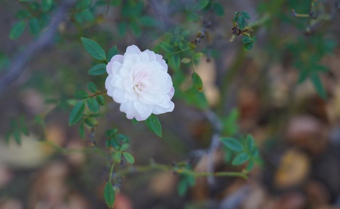 Nature Photo