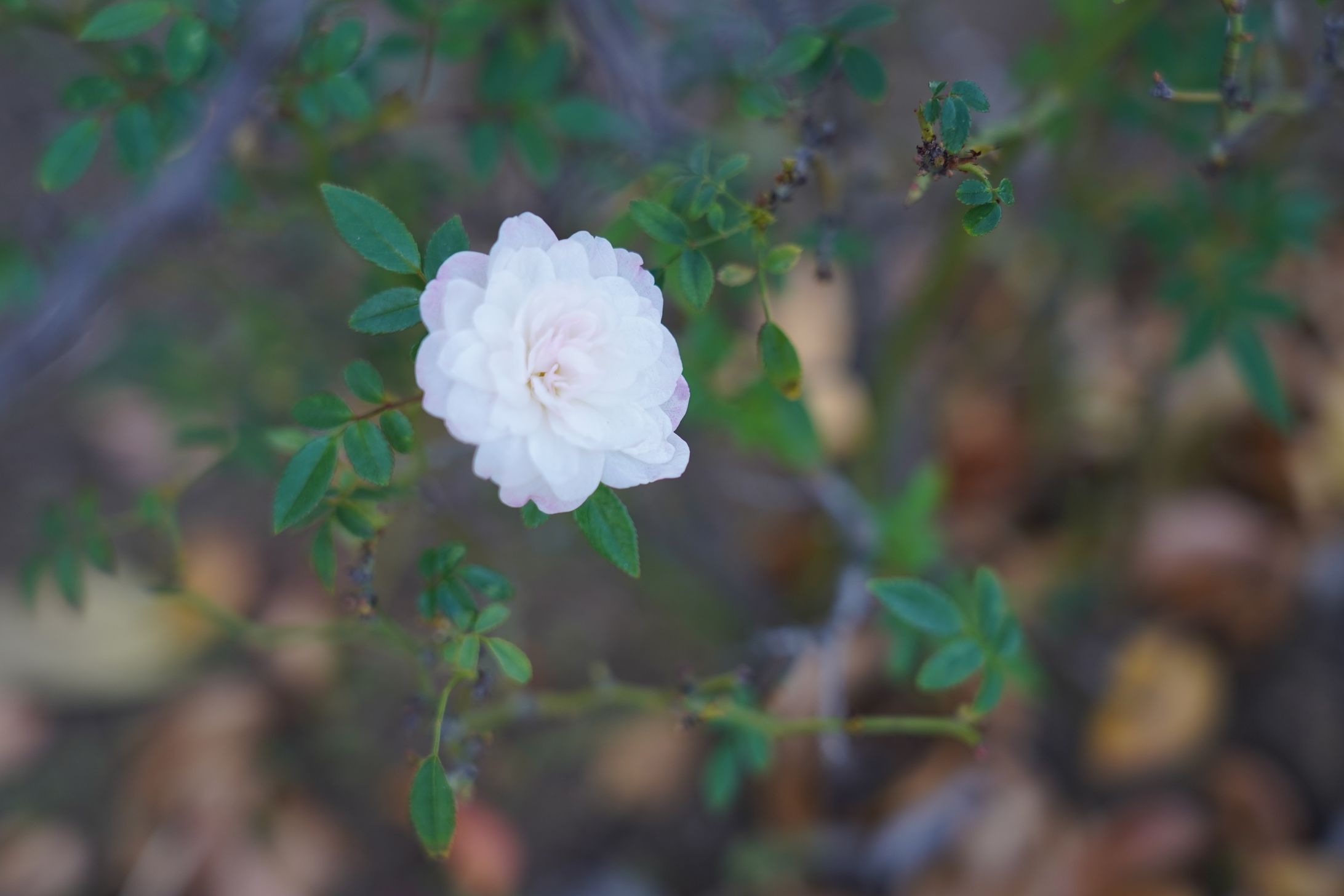 Nature Photo-1