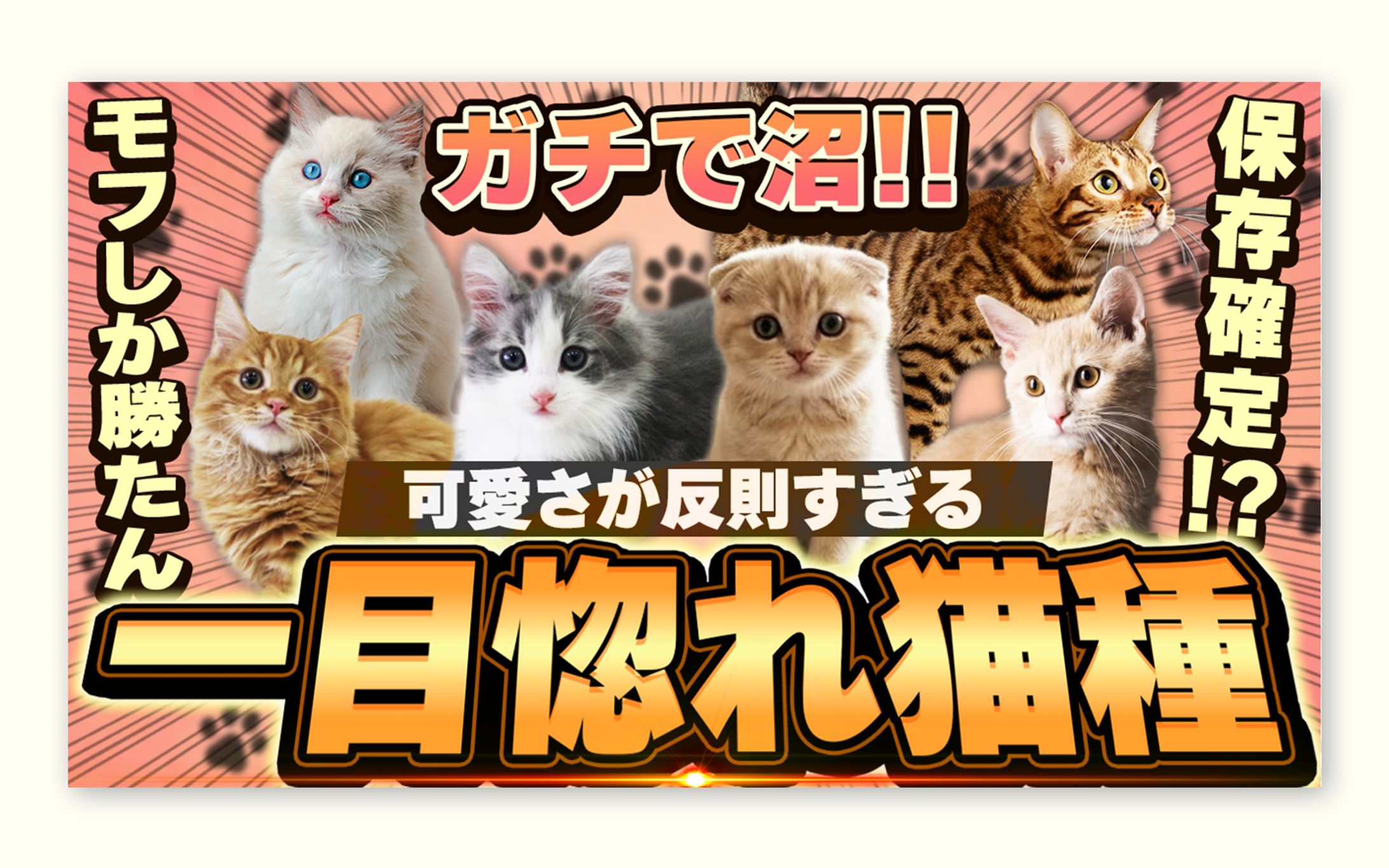 動物系-1