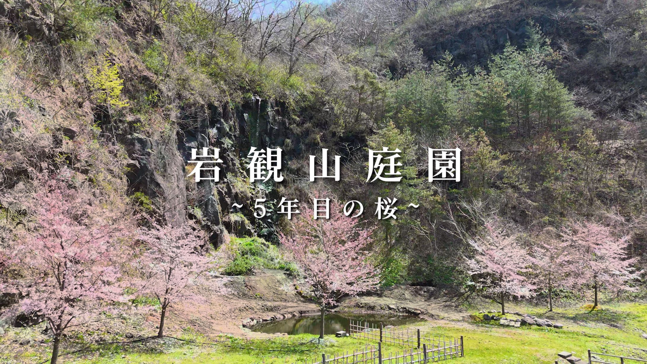 【イベント記録】岩観山庭園　第5回さくらまつり-1