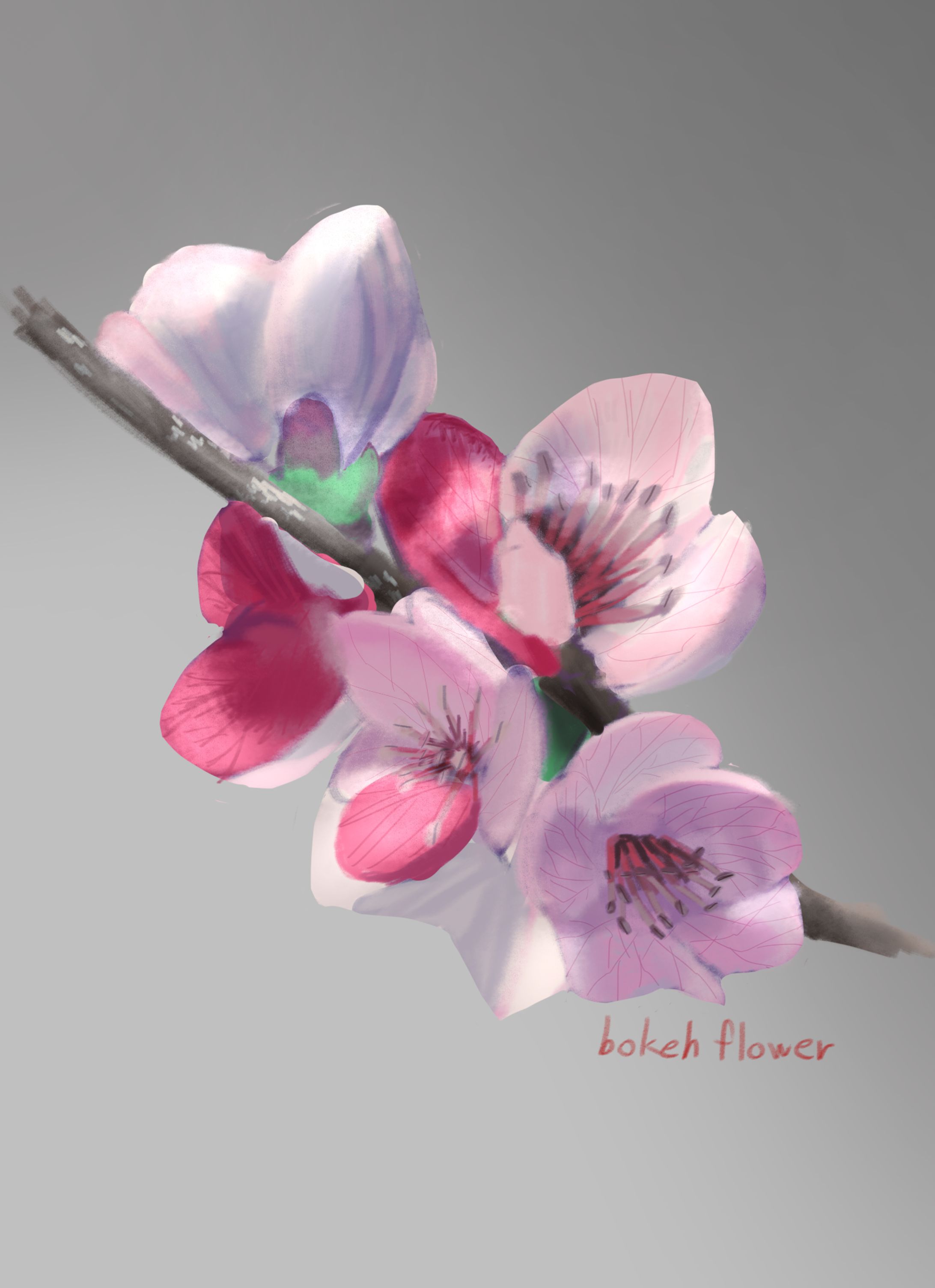 木瓜の花-1