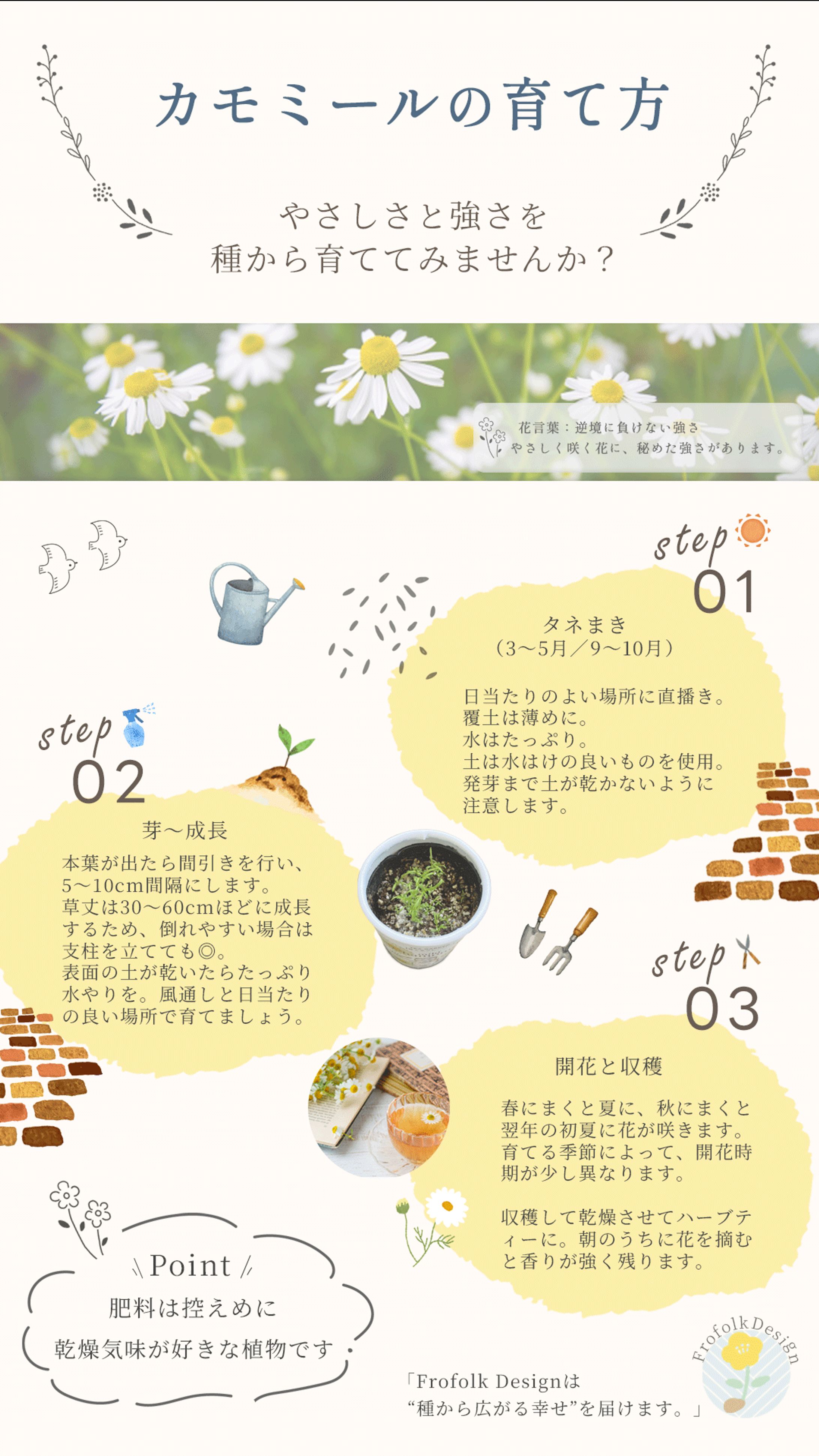 インフォグラフィックデザイン：カモミールの育て方-1