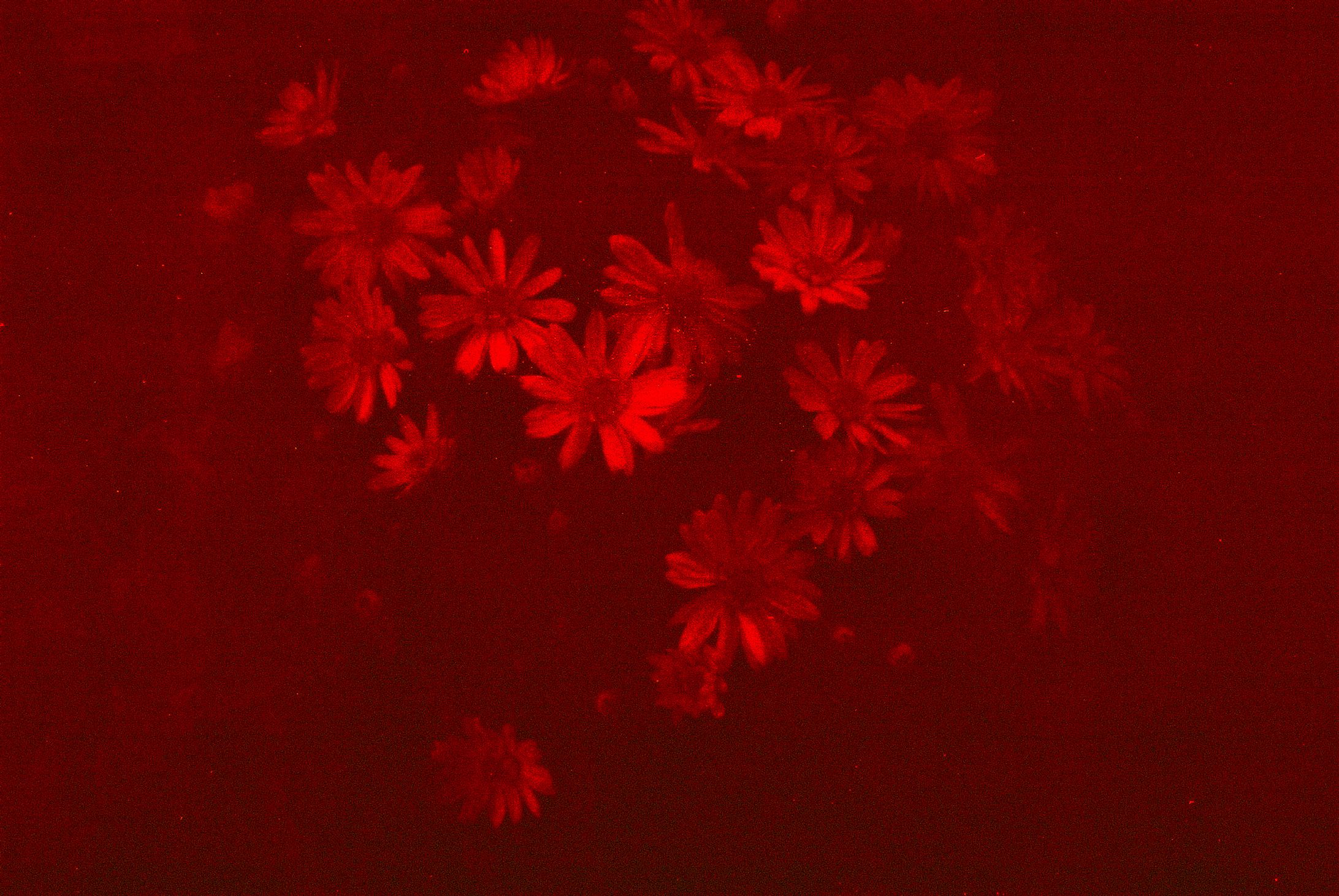 𝐬𝐧𝐚𝐩𝐬𝐡𝐨𝐭𝐬-1