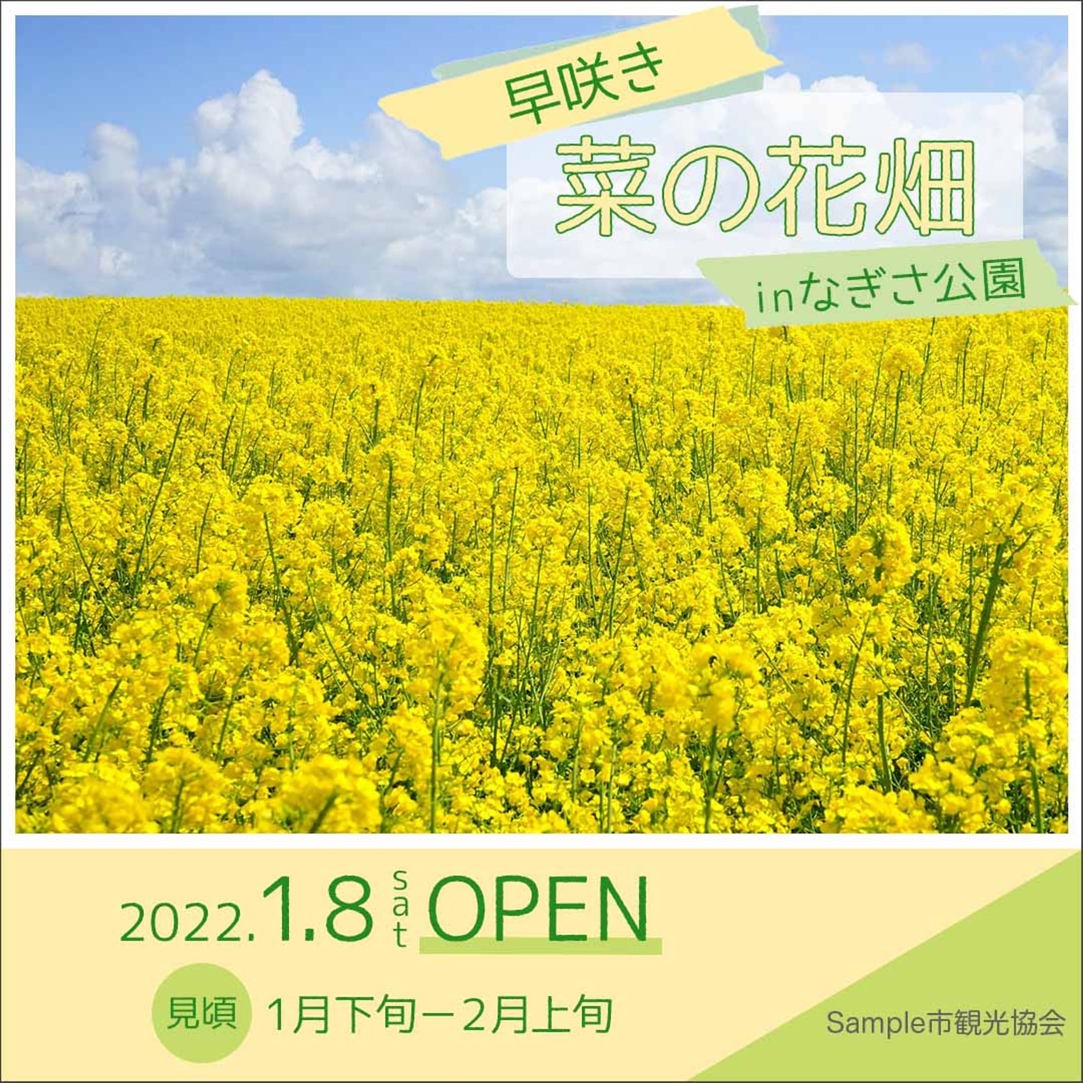 早咲き菜の花-1