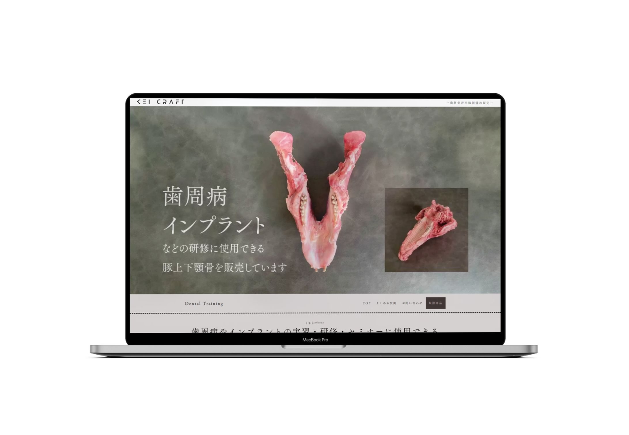 Kei Craft　歯科実習用豚顎骨の販売-1