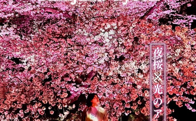 Instagram投稿「夜桜×光のアート」