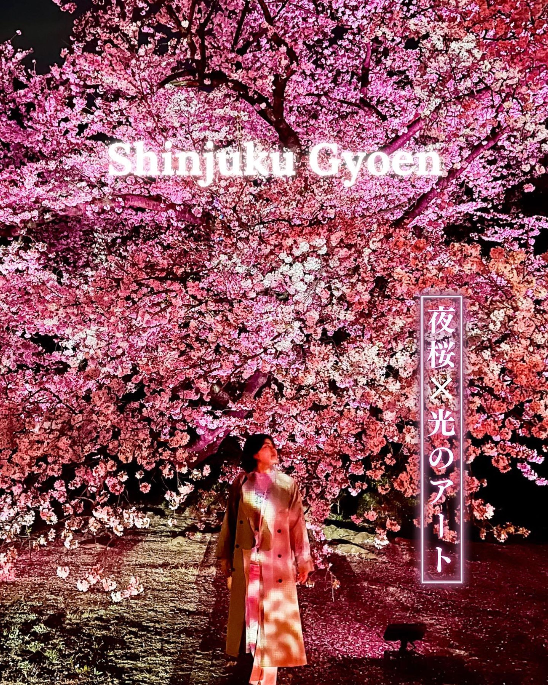 Instagram投稿「夜桜×光のアート」-1