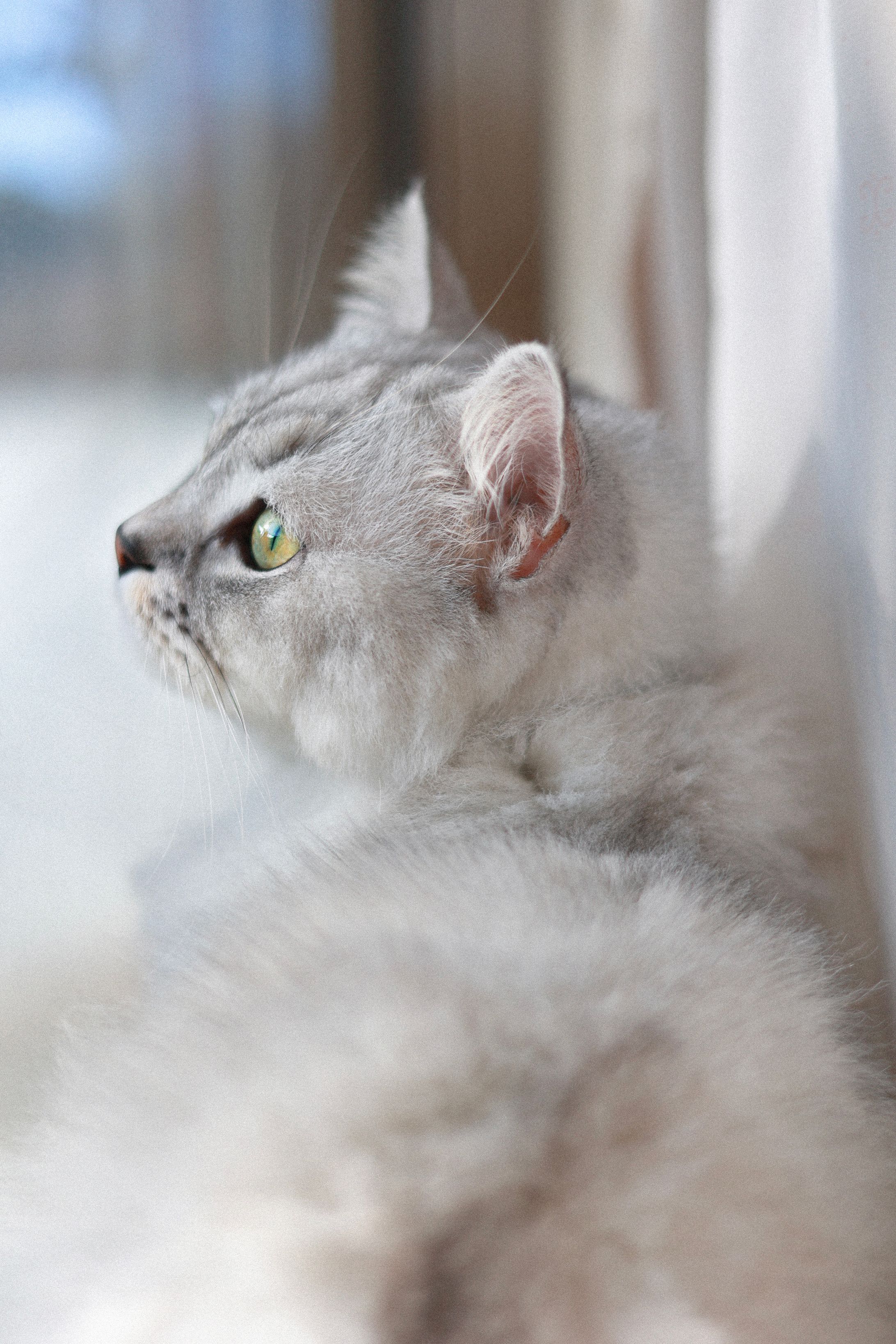 【和音一家】とらちゃん-1