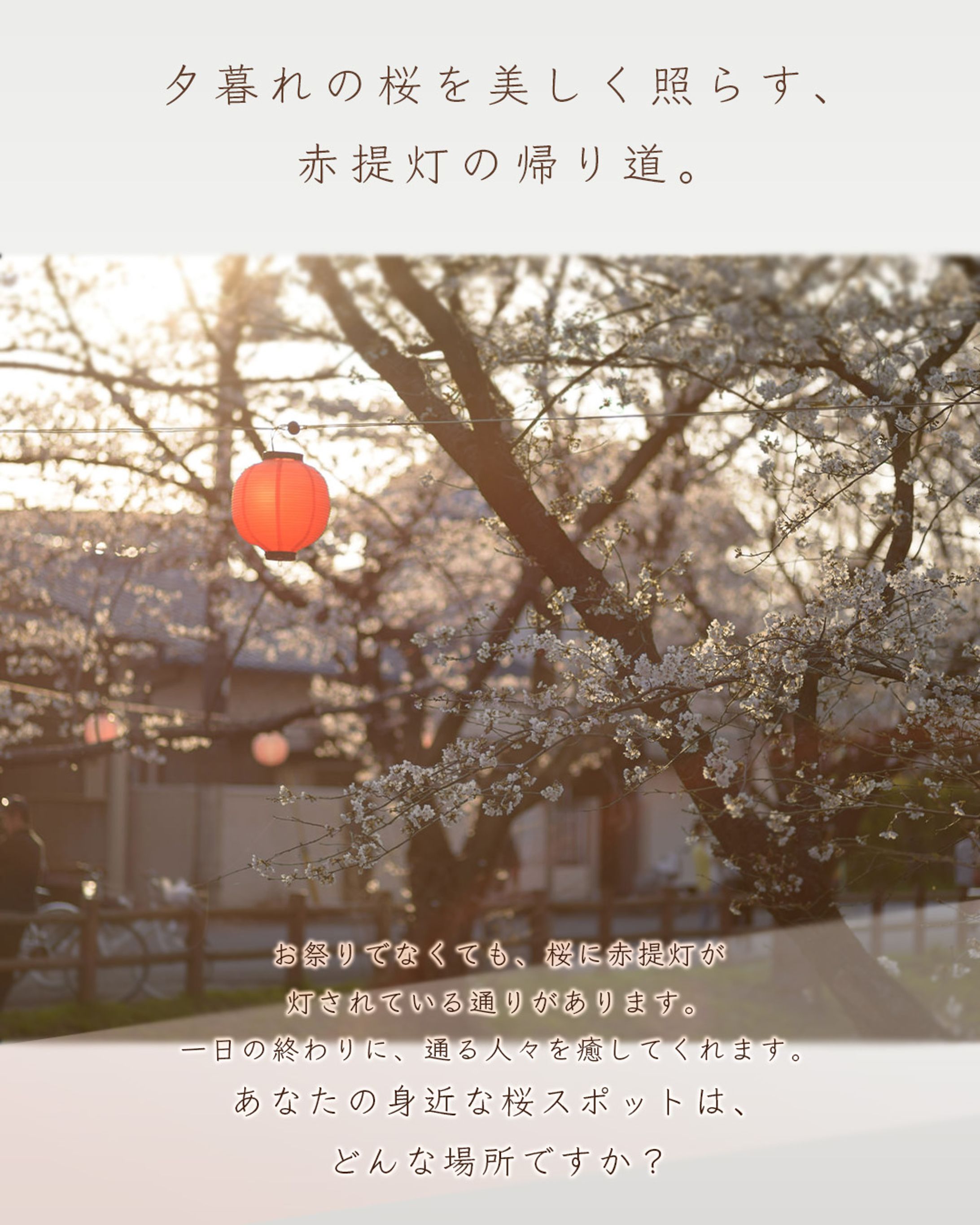 桜スポット　トライアル案件５-1