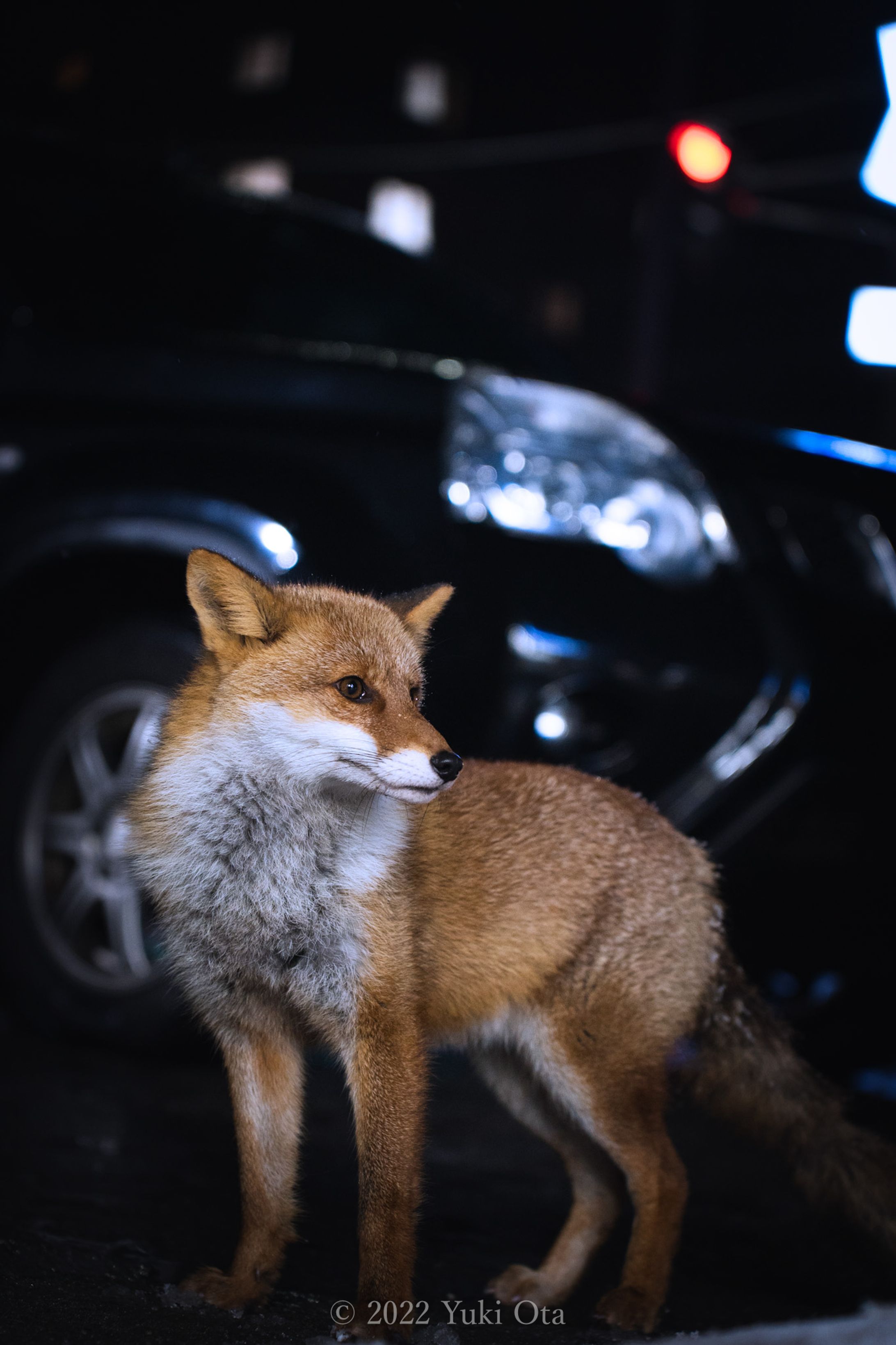 WILD FOX-1