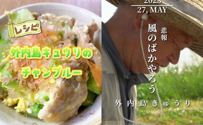 【リール制作】外内島きゅうりの畑から