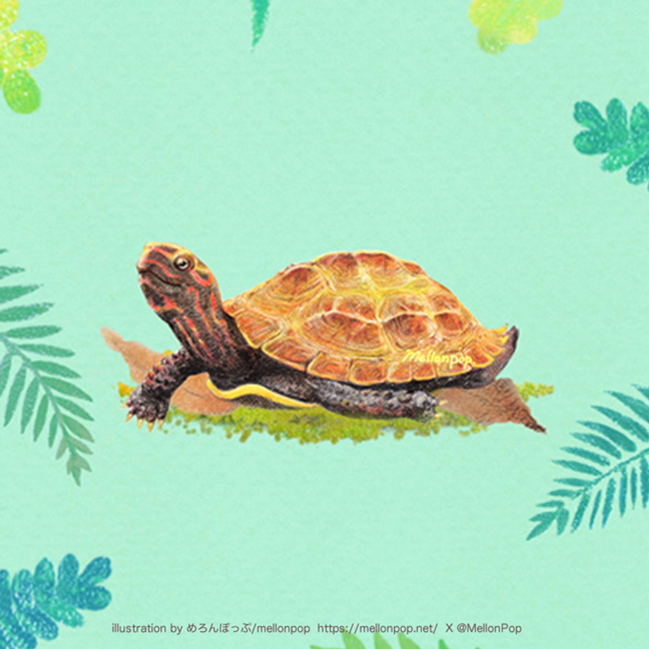 南国の植物とリュウキュウヤマガメ-1