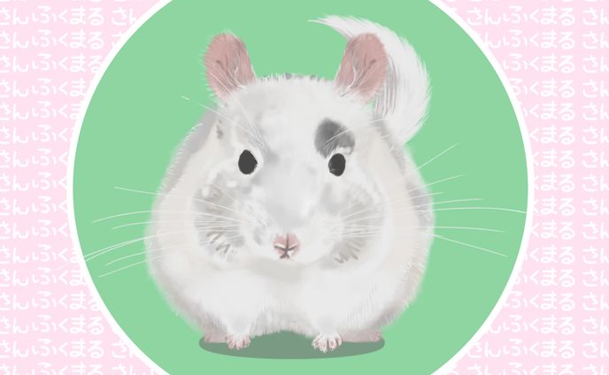 おしゃれチンチラ