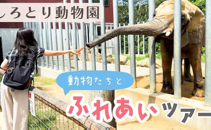 自主制作｜動物園動画のサムネイル画像