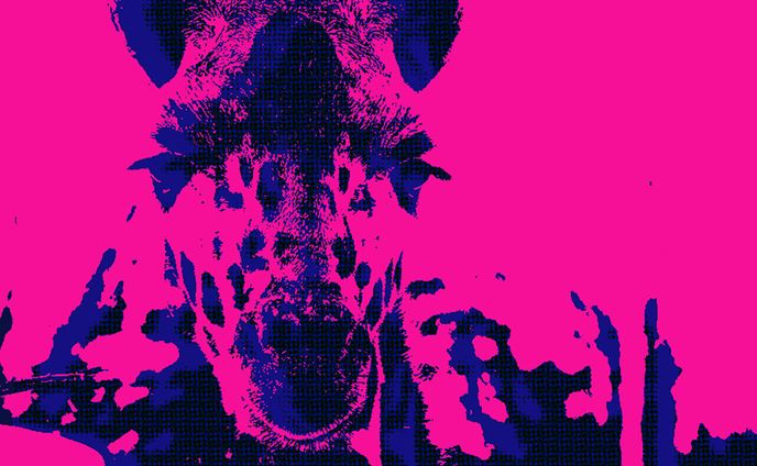 Giraffe pink