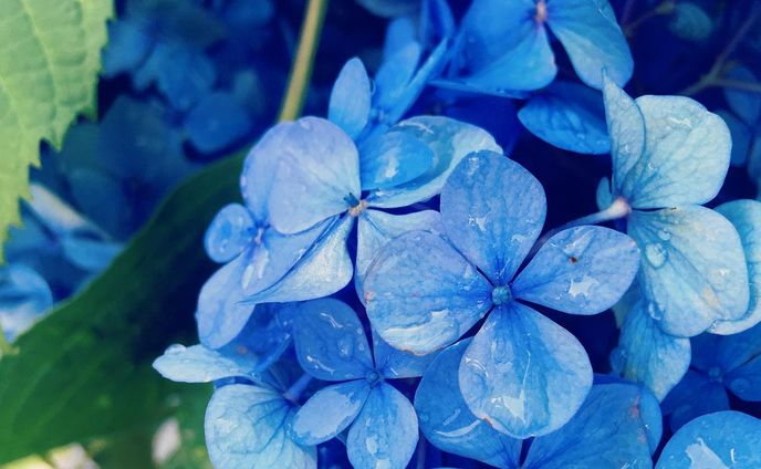 雨上がりの紫陽花

梅雨なので、それらしい物を

#ファインダー越しの私の世界 #紫陽花 #雨粒 #水滴 #梅雨 #雨上がり #青 #花 #instagramjapan #phos_japan #hydrangea #waterdrop #flower #blue