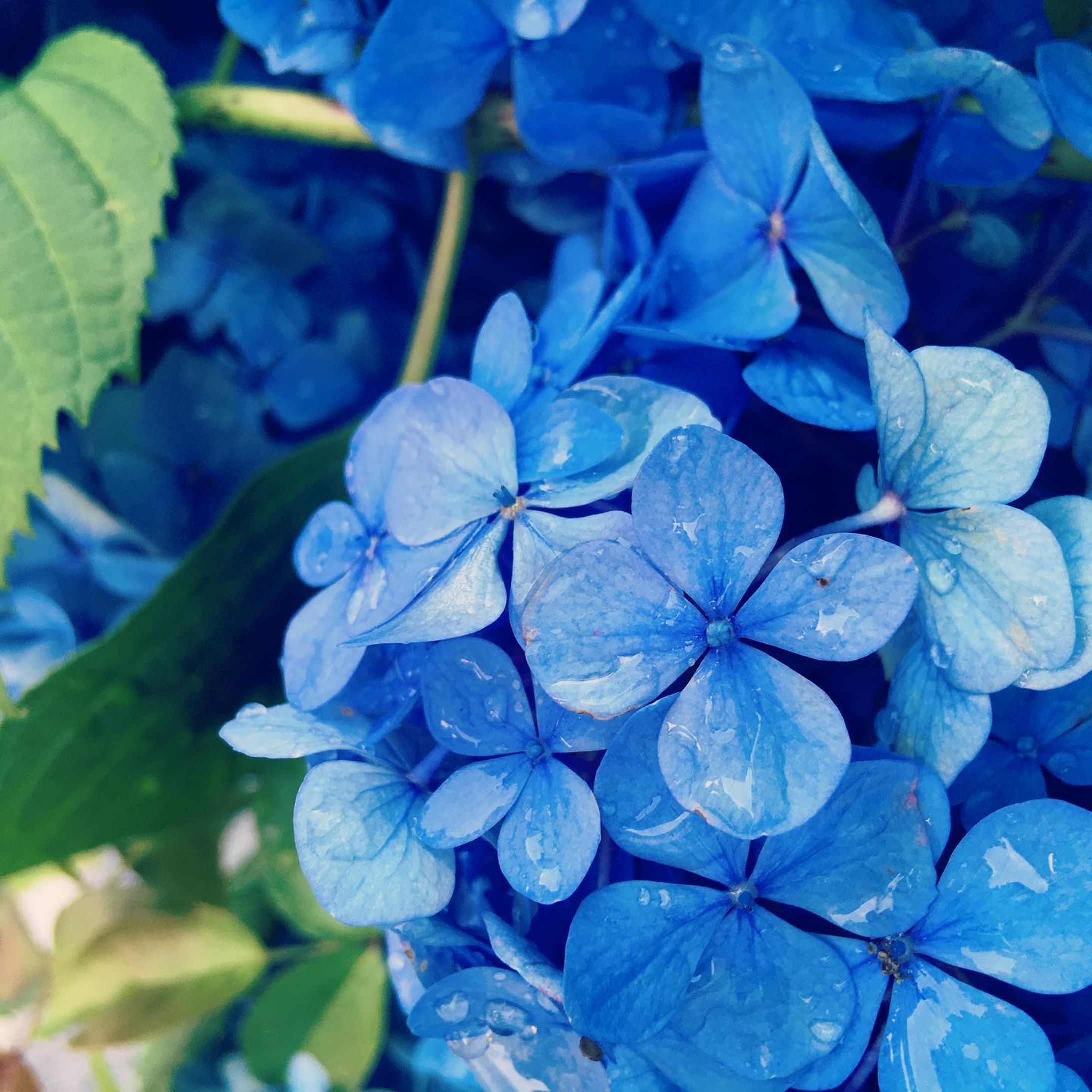 雨上がりの紫陽花

梅雨なので、それらしい物を

#ファインダー越しの私の世界 #紫陽花 #雨粒 #水滴 #梅雨 #雨上がり #青 #花 #instagramjapan #phos_japan #hydrangea #waterdrop #flower #blue-1