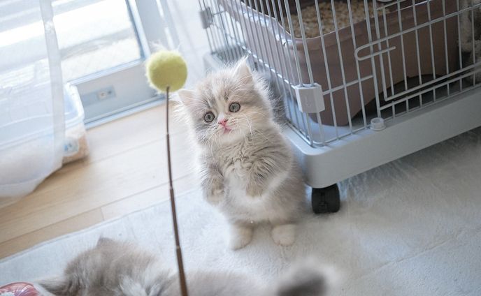 うにほたて