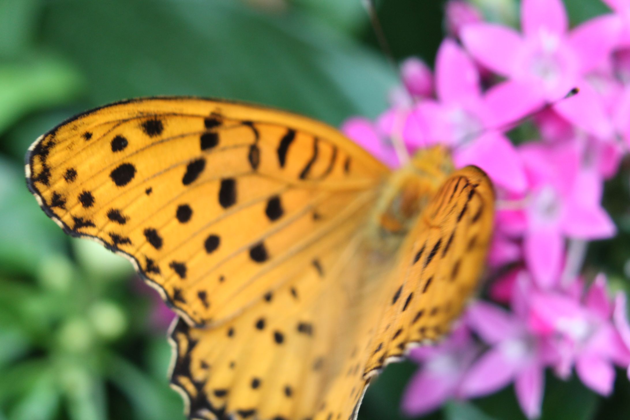 学校の花-1
