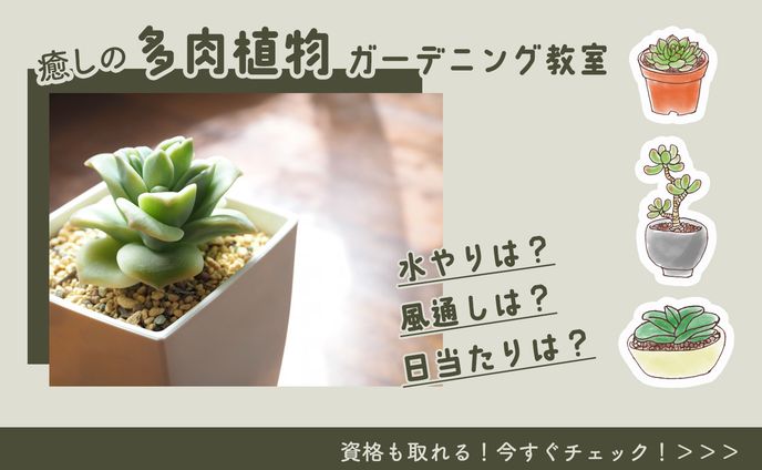 多肉植物教室のバナー
