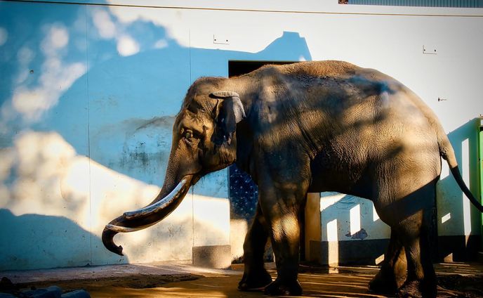 #王子動物園 
・
・
・
LOCATION：王子動物園
CAMERA ：SONY a7Ⅳ
LENS：TAMRON E50-400 F4.5-6.3 A067
FE：105mm
ISO：250
F値：f11
SS：1/160

撮影のご依頼はお気軽にDMで😊

#takumapictures 
#タクマピクチャーズ 
#写真好きな人と繋がりたい 
#カメラ好きな人と繋がりたい 
#アニメのワンシーンのように 
#カメラ男子 
#カメラ女子 
#写真で伝えたい私の世界 
#ファインダー越しの私の世界 
#ファインダー越しの世界 

#japan #japantravel #japantrip #japanlife #japanphoto #japanstyle #japan_grate_view #japantravelphoto #japan_daytime_view