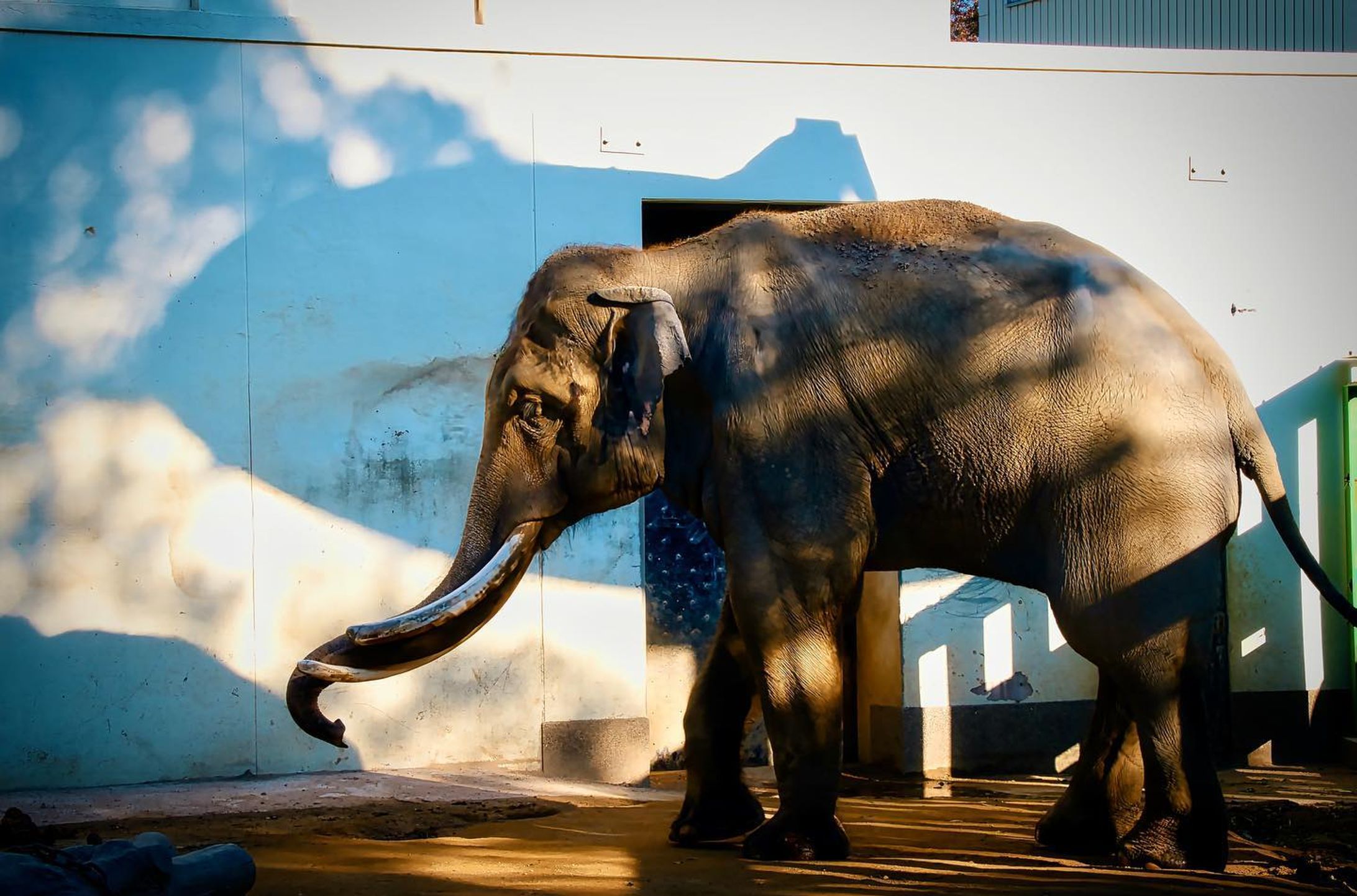 #王子動物園 
・
・
・
LOCATION：王子動物園
CAMERA ：SONY a7Ⅳ
LENS：TAMRON E50-400 F4.5-6.3 A067
FE：105mm
ISO：250
F値：f11
SS：1/160

撮影のご依頼はお気軽にDMで😊

#takumapictures 
#タクマピクチャーズ 
#写真好きな人と繋がりたい 
#カメラ好きな人と繋がりたい 
#アニメのワンシーンのように 
#カメラ男子 
#カメラ女子 
#写真で伝えたい私の世界 
#ファインダー越しの私の世界 
#ファインダー越しの世界 

#japan #japantravel #japantrip #japanlife #japanphoto #japanstyle #japan_grate_view #japantravelphoto #japan_daytime_view-1