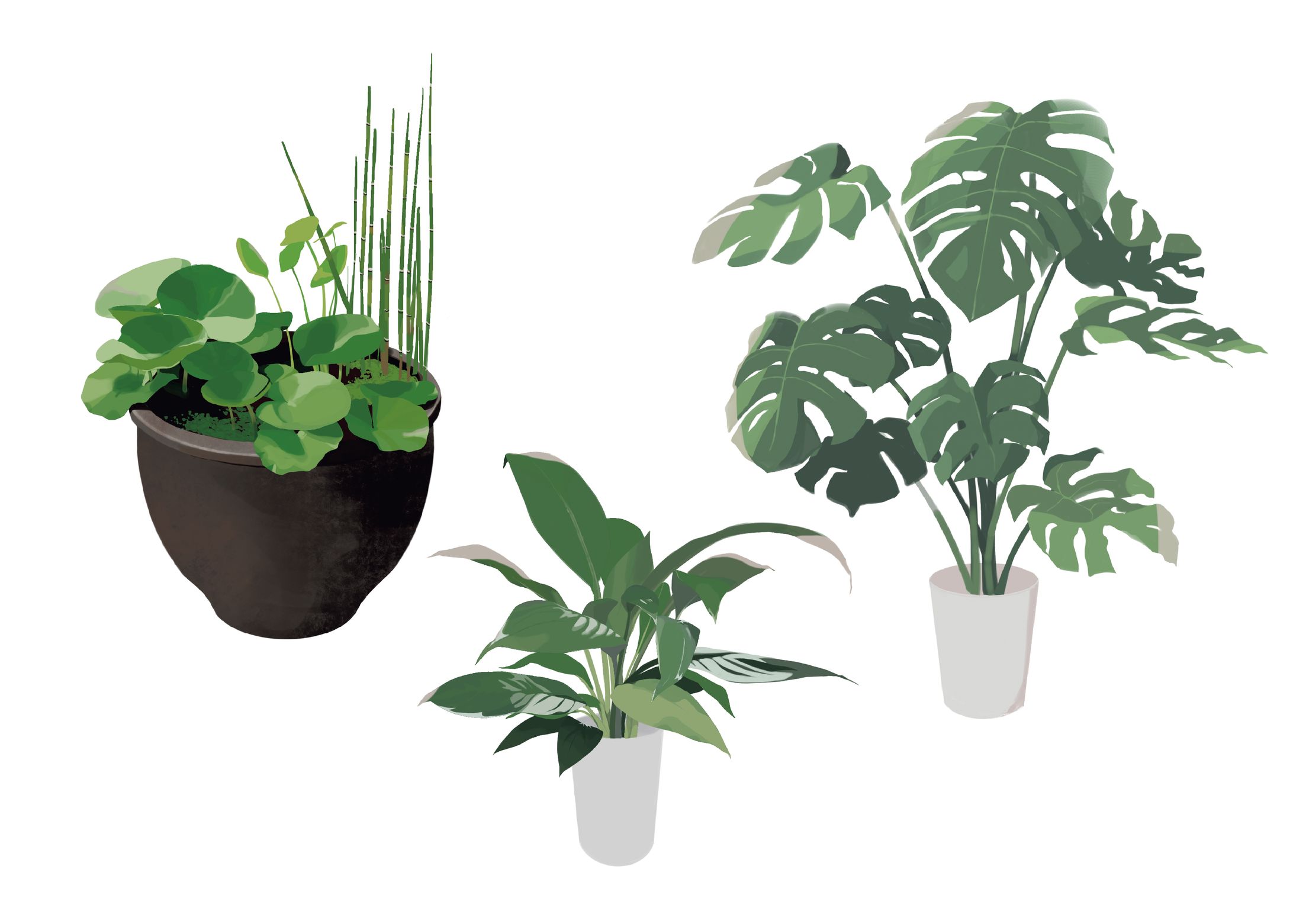 イラスト　植物-1