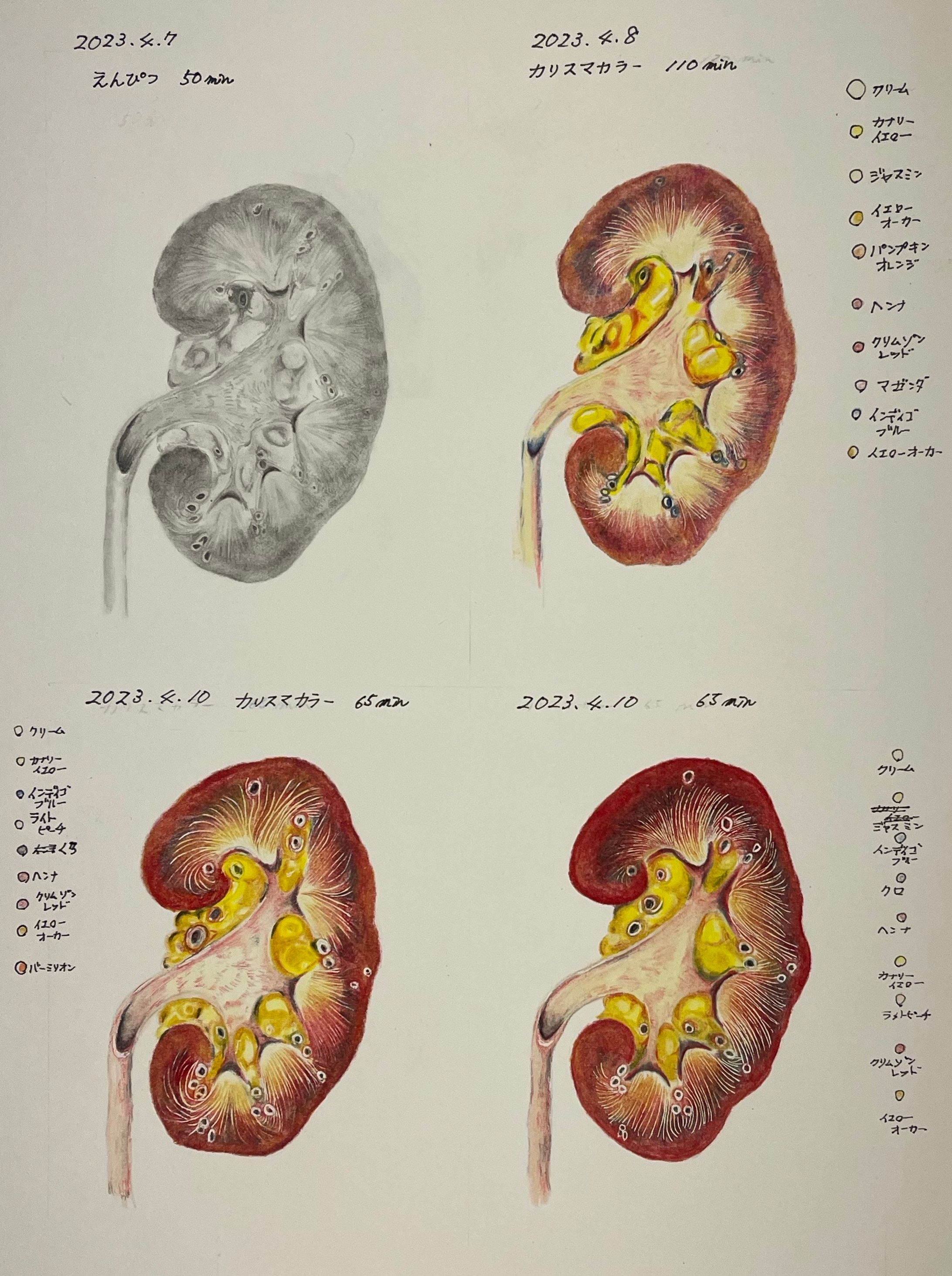 KIDNEYS Normal-1