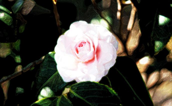 椿　アヴェマリア
Camellia Ave maria
This is an edited work using Photoshop.

#写真を撮るのが好きな人と繋がりたい
#写真
#静岡
#静岡県
#アート作品
#digitalart
#アートギャラリー
#artista
#artlovers
#artoftheday
#arte
#artworks
#美術部
#アート
#artgallery
#artistsoninstagram
#artwork
#art
